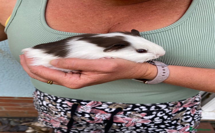 Guinea Pig rodents - Advert 14