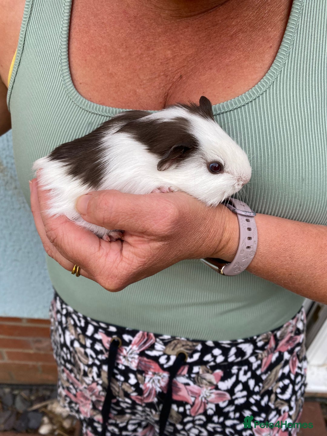 Guinea Pig rodents for sale: 2 male Guinea pigs for sale  - Image 1