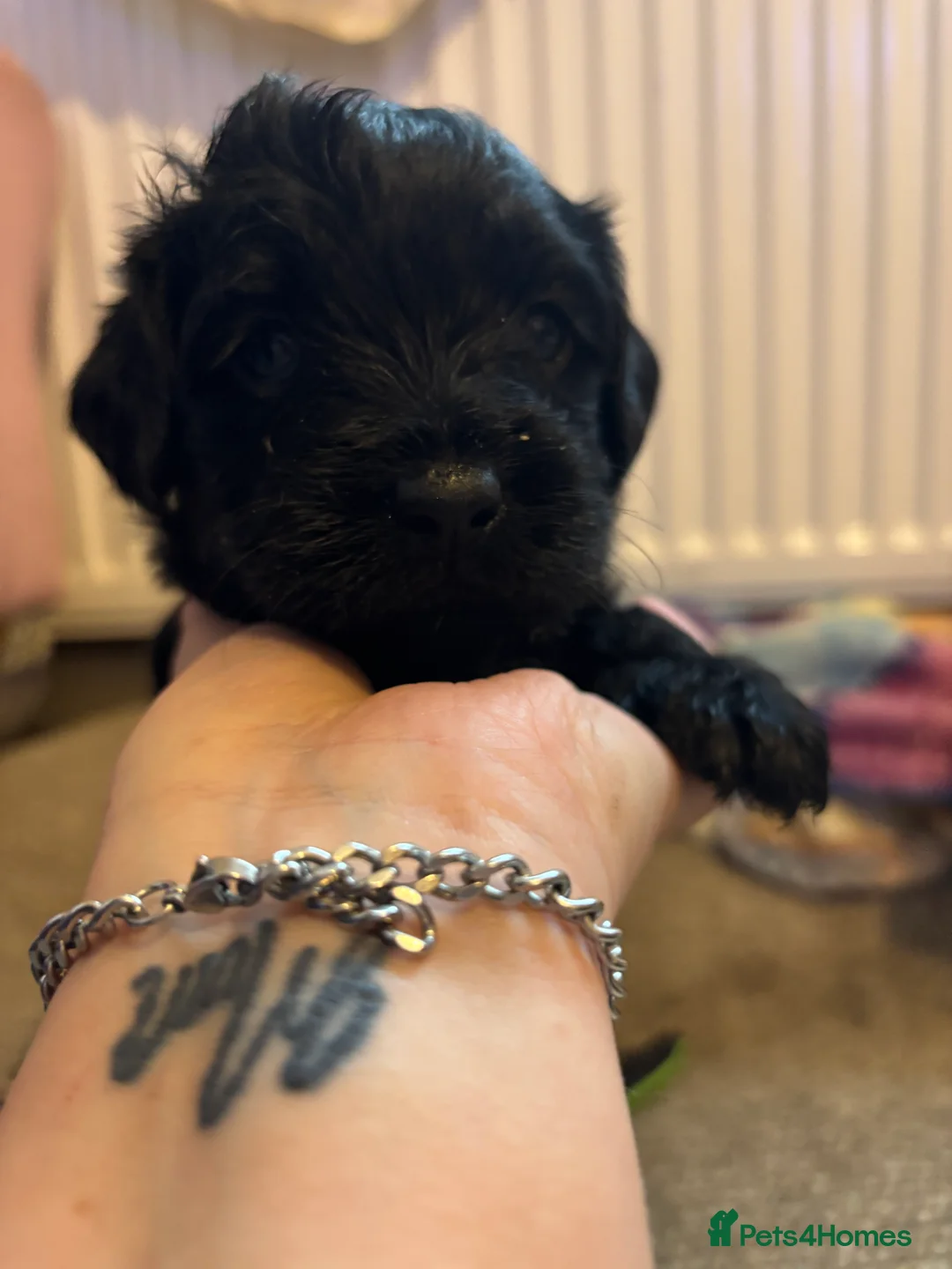Mixed Breed dogs for sale: One girl puppie - Advert 6