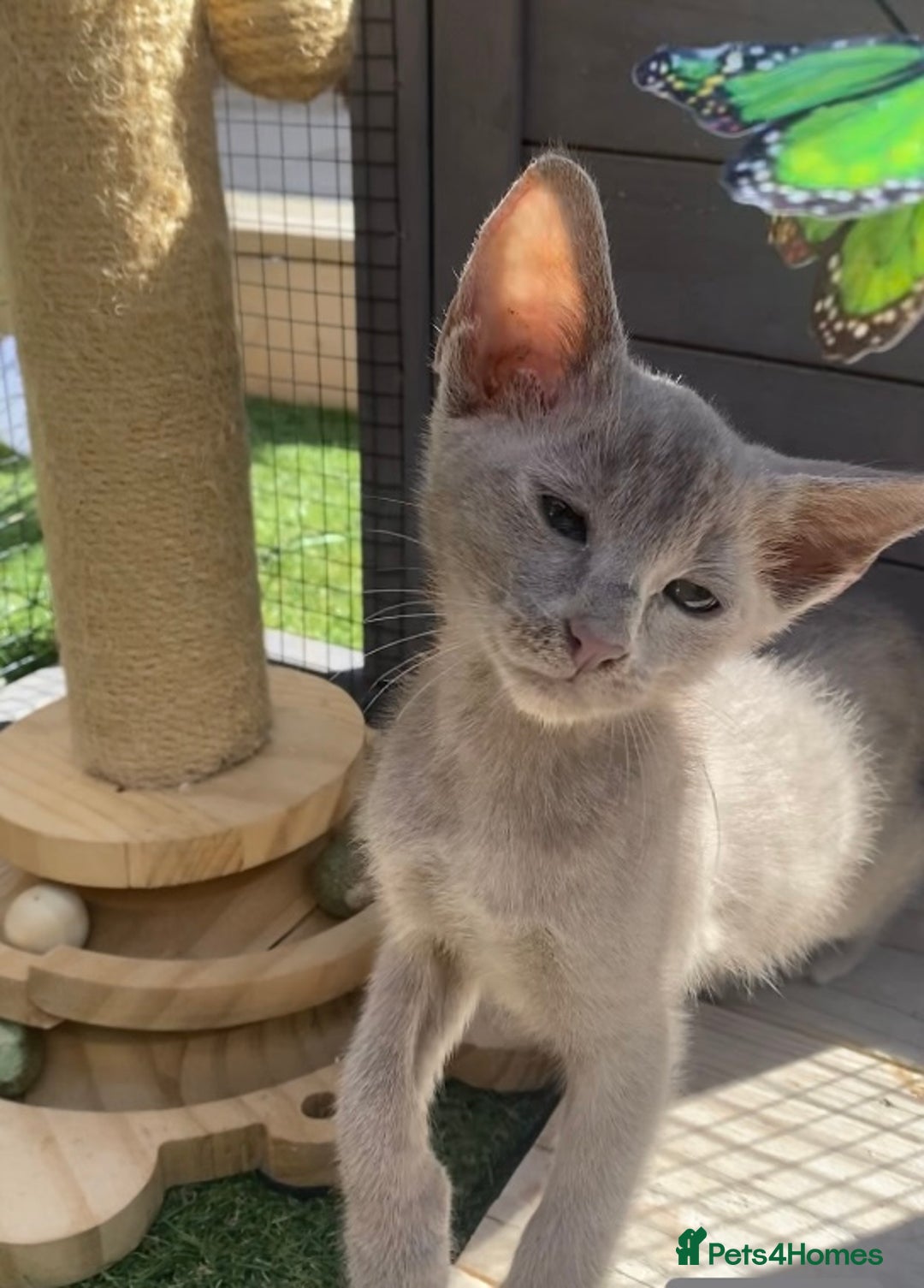 Mixed Breed cats for sale: Oriental X Siamese  - Image 26