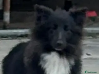 Shetland Sheepdog dogs Very pretty black bi girl - Advert 1