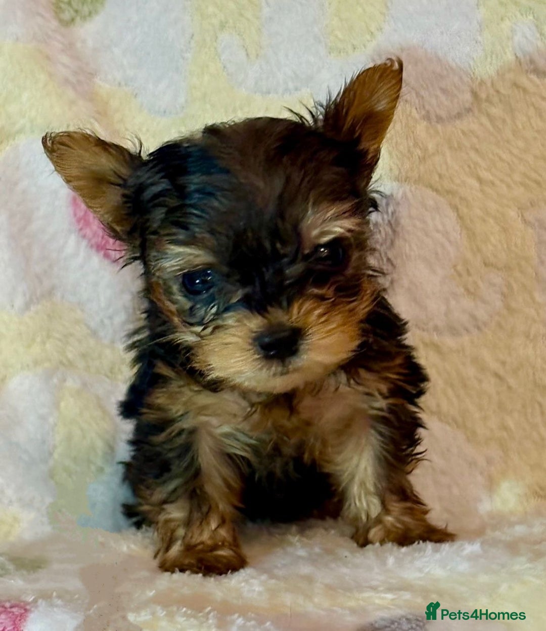 Yorkshire Terrier dogs for sale: Toy Yorkshire Terrier Puppies - Image 3