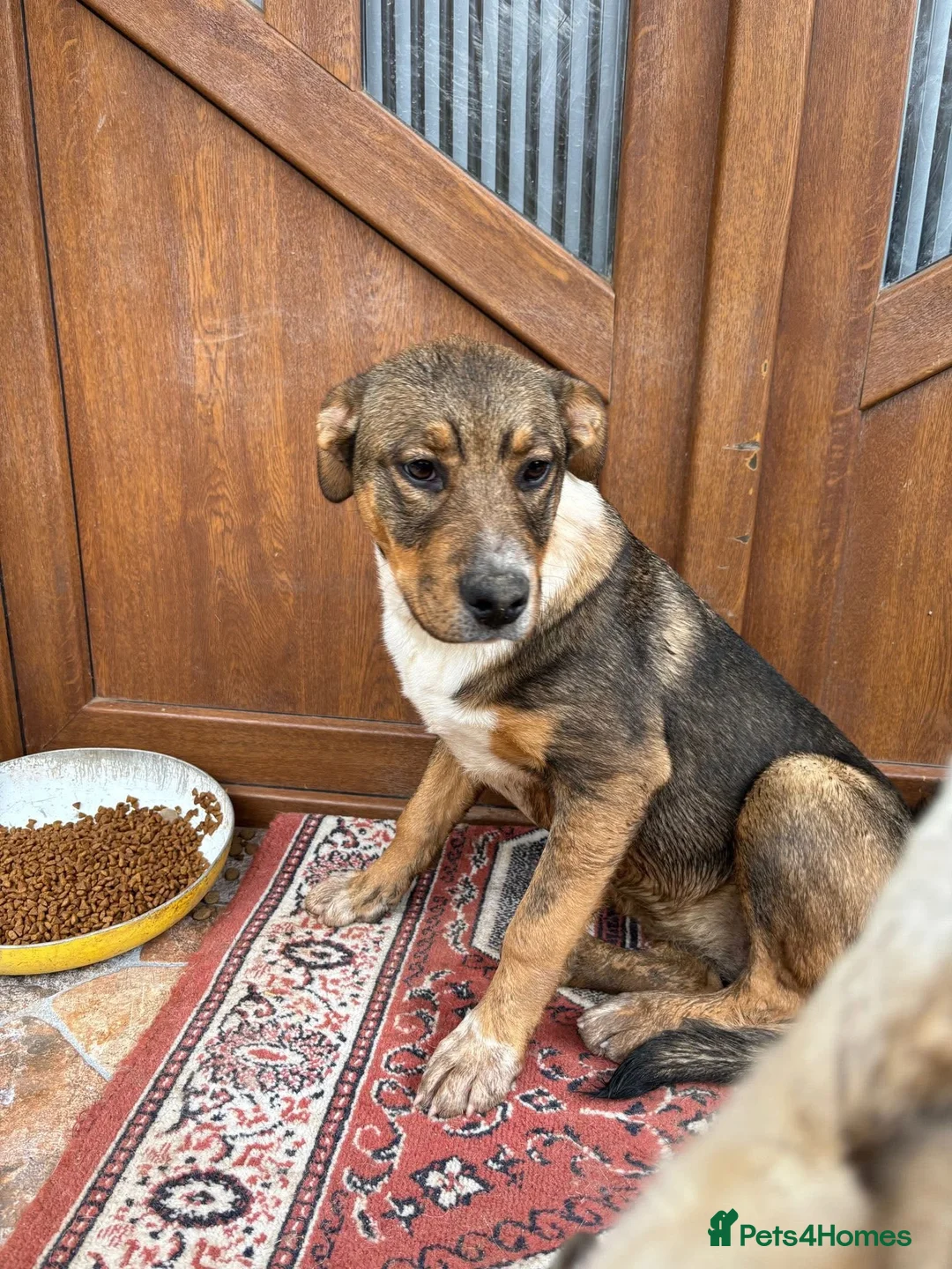 Mixed Breed dogs for adoption: Solstice is looking for a home - Advert 6