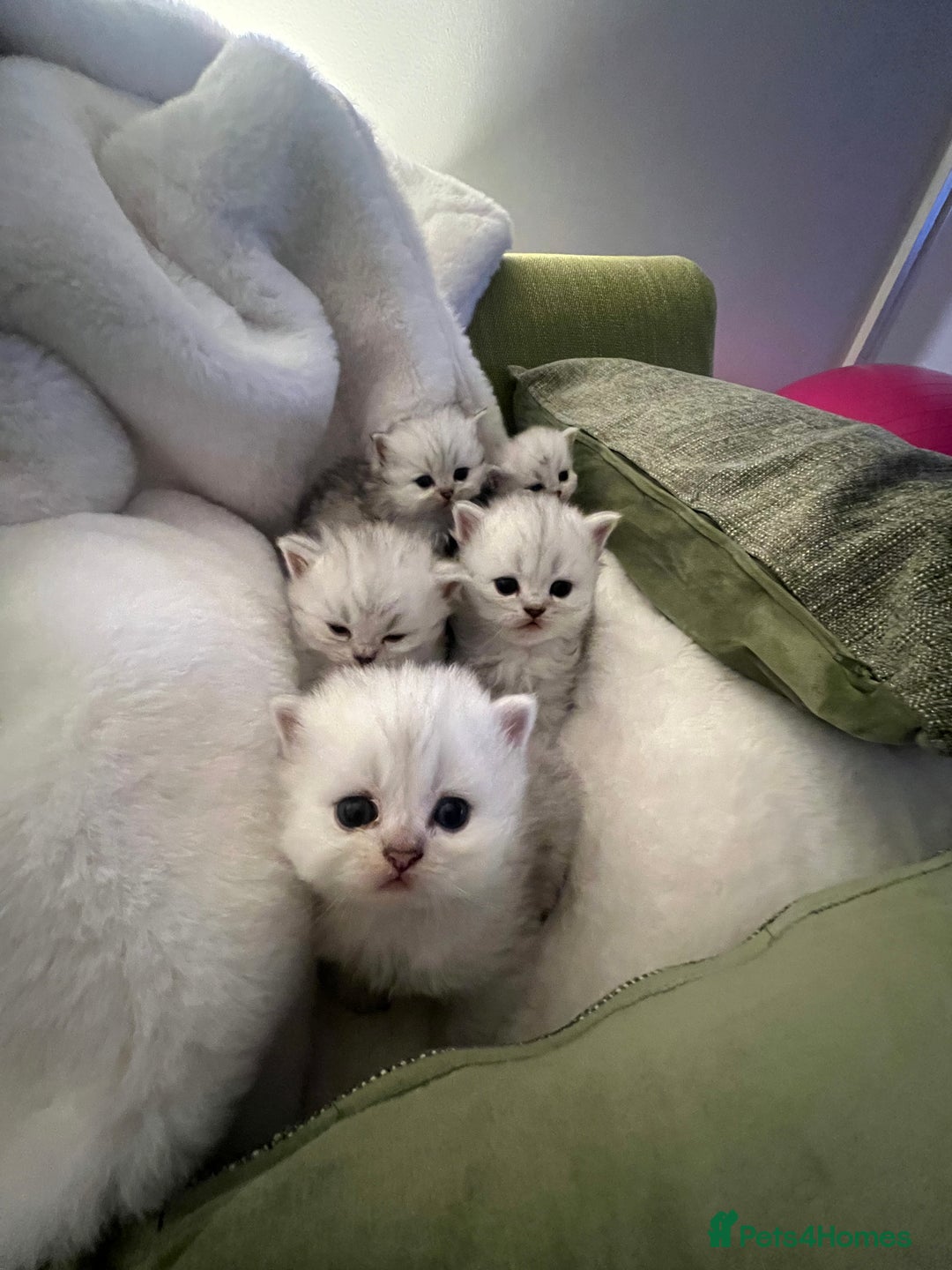 Persian cats for sale: Persian chinchilla kittens - Image 28