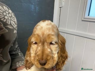 Cocker Spaniel dogs Cocker Spaniel Puppies For Sale - Advert 18