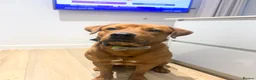 Mixed Breed dogs for sale: Male Rottie/bordeaux - Advert 5