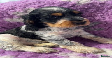 Cocker Spaniel dogs Champion Bloodlines KC Reg Show Cocker Spaniels - Advert 14