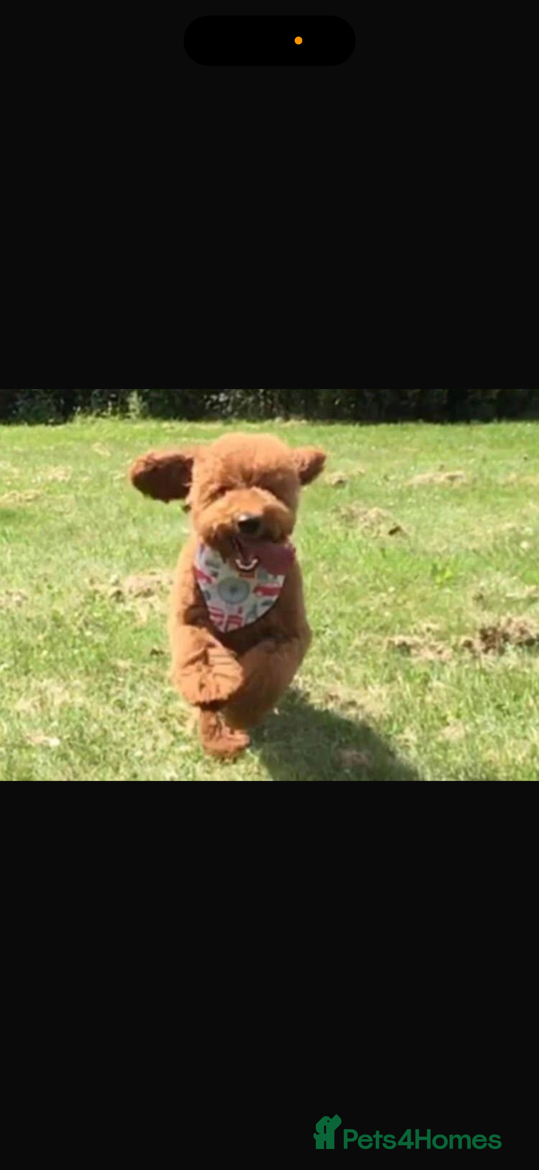 Cavapoo dogs for sale: Top quality F1b toy cavapoos  - Image 21