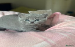 British Shorthair cats for sale: 🧶🇬🇧BSH blue &lilac boys 💎GCCF,ready November  - Image 5