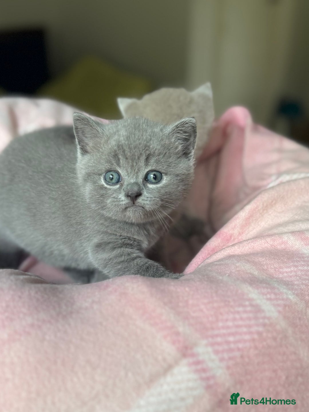 British Shorthair cats for sale: 🧶🇬🇧BSH blue &lilac boys 💎GCCF,ready November  - Image 5
