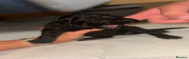 Cockapoo Puppy 10