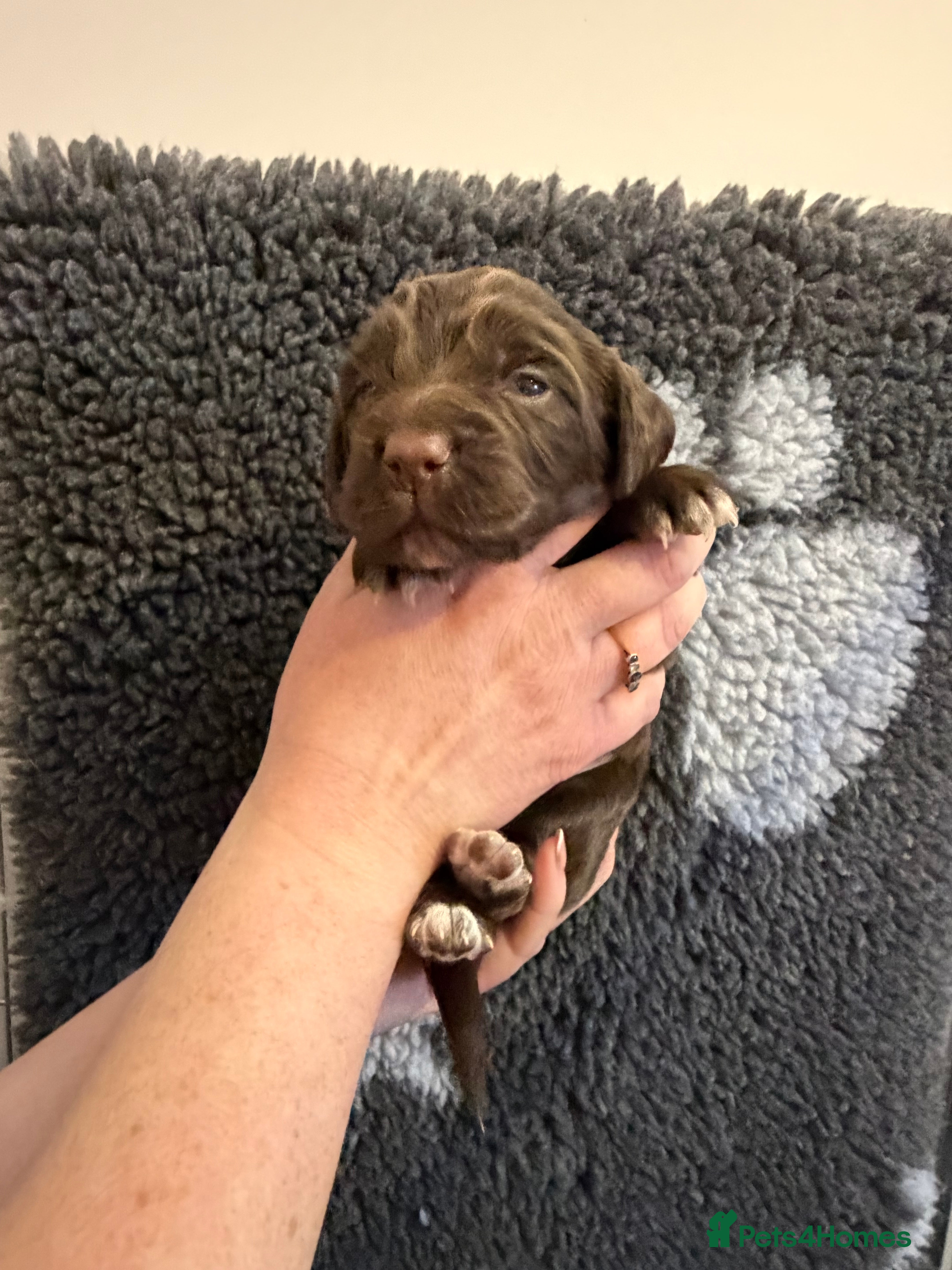 Cocker Spaniel dogs KC reg working cocker puppies  - Advert 2