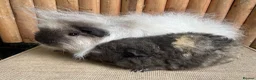 Guinea Pig rodents for sale: Swiss teddies  - Advert 5