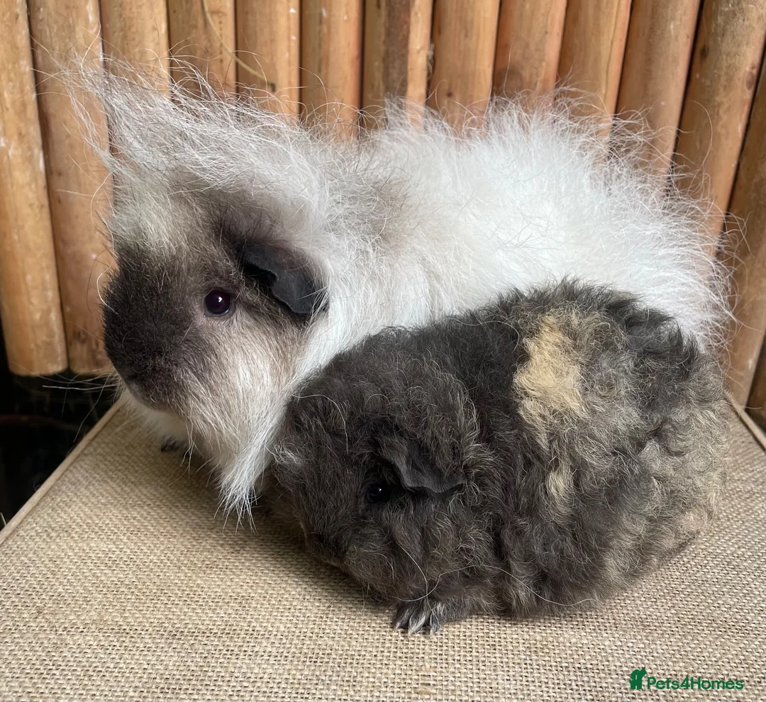 Guinea Pig rodents for sale: Swiss teddies  - Advert 5