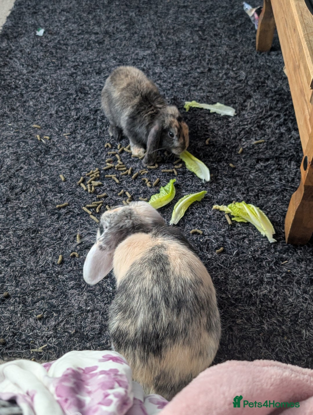 Harlequin rabbits for sale: 2 bonded harlequin males for sale - Advert 1