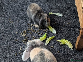 Harlequin rabbits 2 bonded harlequin males for sale - Advert 1