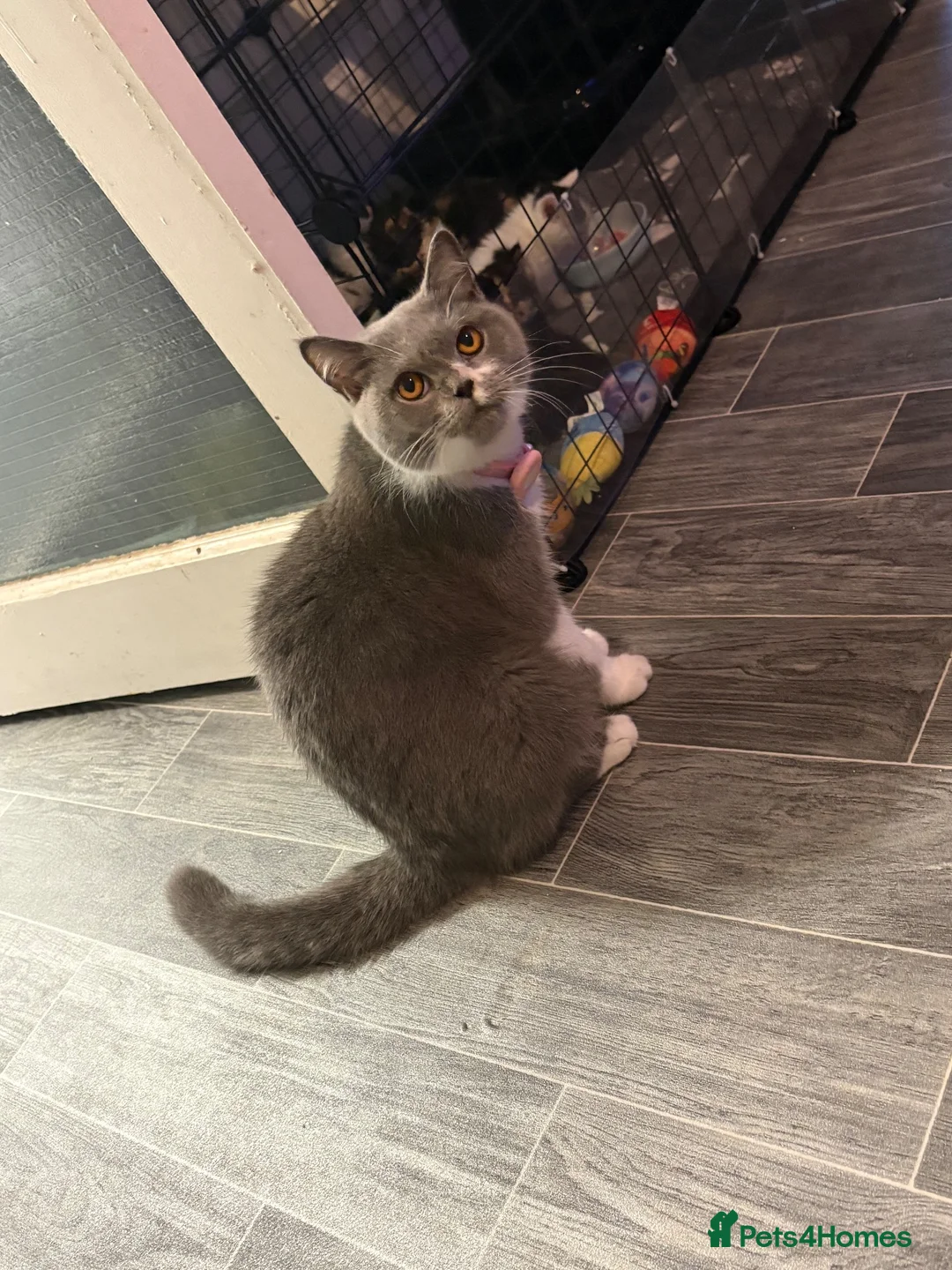 British Shorthair cats for sale: british short hair cross - Advert 6