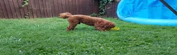 Cavapoo dogs for stud: F1 Toy cavapoo stud-extensively health tested - Advert 2