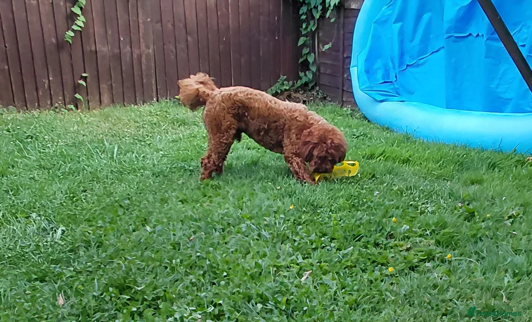 Cavapoo dogs for stud: F1 Toy cavapoo stud-extensively health tested - Advert 2