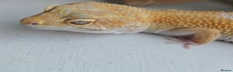 Leopard Gecko reptiles for sale: Tug snow female for sale - Advert 9
