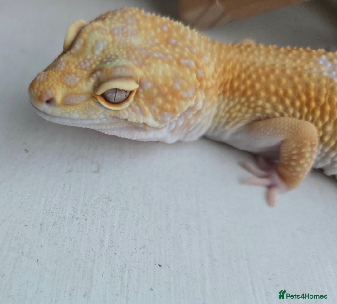 Leopard Gecko reptiles for sale: Tug snow female for sale - Advert 9
