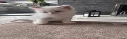 Ragdoll cats for sale: Pure Bred Ragdoll Kittens in Hartlepool - Advert 6