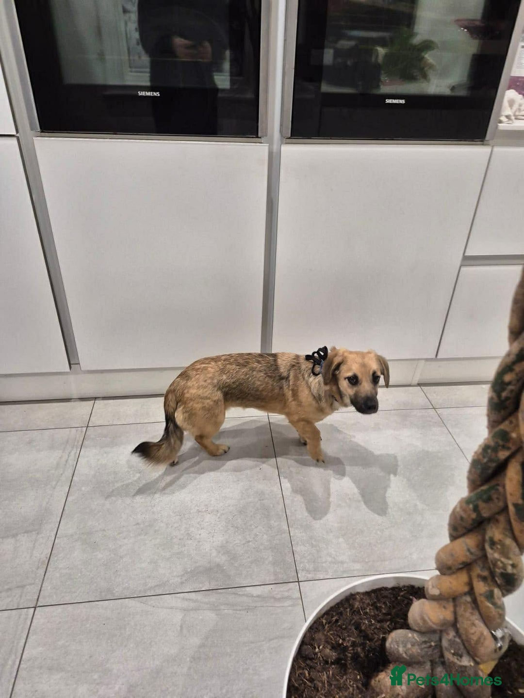 Mixed Breed dogs for adoption: ROLO  - Advert 3