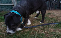Mixed Breed dogs for adoption: Lovely JR & Patterdale BERTIE - for a  Loving Home - Image 2
