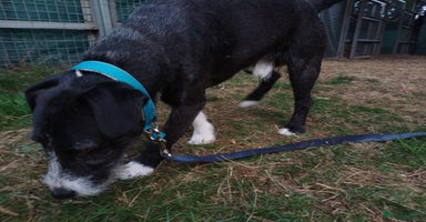 Mixed Breed dogs - Advert 10