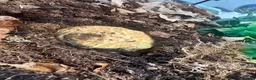 Frog reptiles for sale: Strawberry Pac-Man frog  in Cambridge - Advert 3