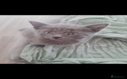 Russian Blue cats for sale: Grey girl 10 weeks - Image 8
