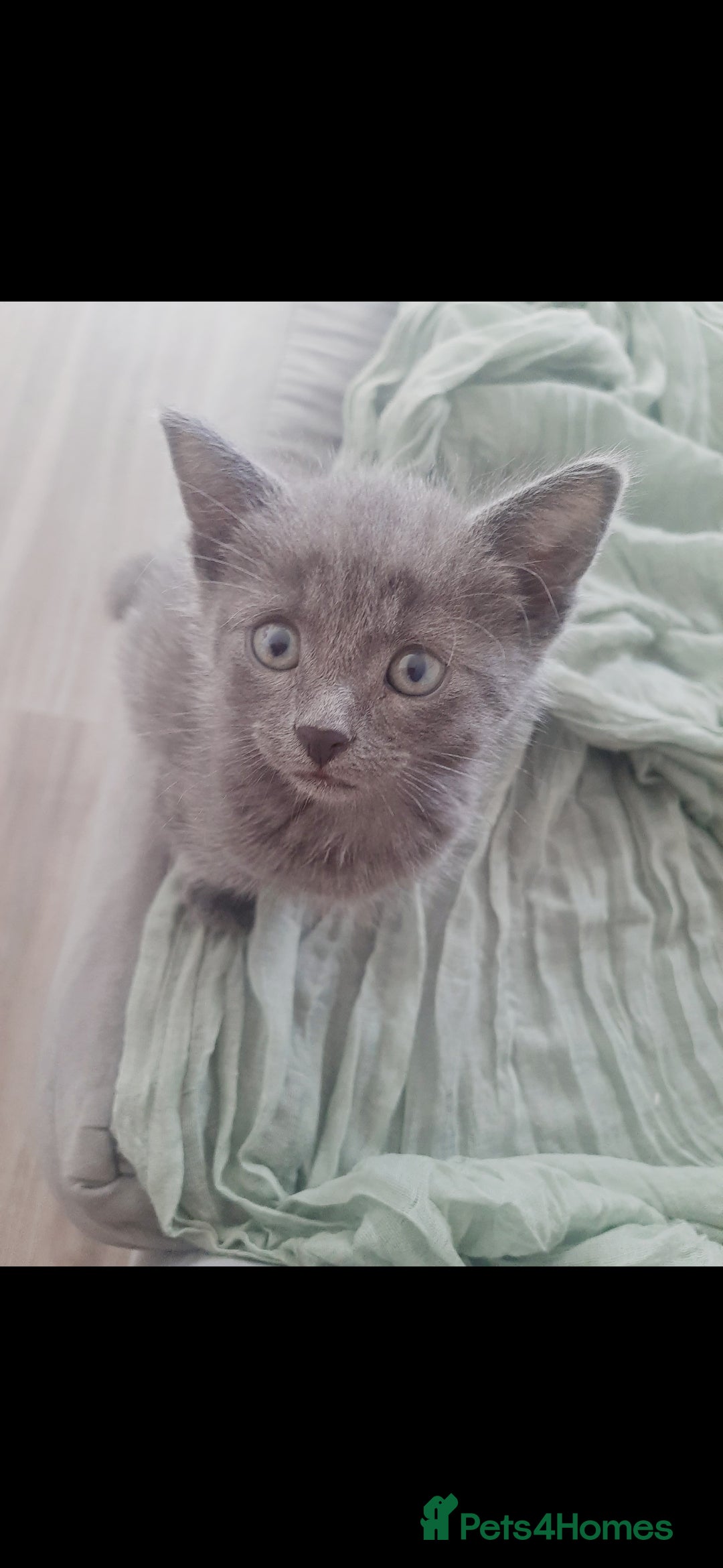 Russian Blue cats for sale: Grey girl 10 weeks - Image 8
