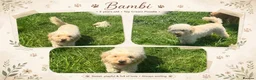 Maltipoo dogs for sale: Last girl available apricot Maltipoo (Asian) small - Advert 13
