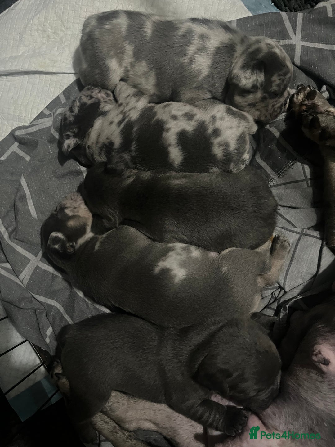 French Bulldog dogs for sale: Lilac carrying fluffy  - Advert 2