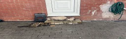 Bengal cats for sale: Snow clouded bengal - Advert 6