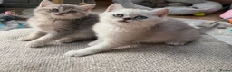 Scottish Fold cats for sale: Last two girls ❤️Lovely scotish kittens💕💕💕 - Advert 25