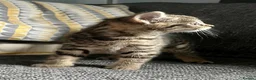 Mixed Breed cats for sale: Bengal Cross Female Kitten available  - Advert 5