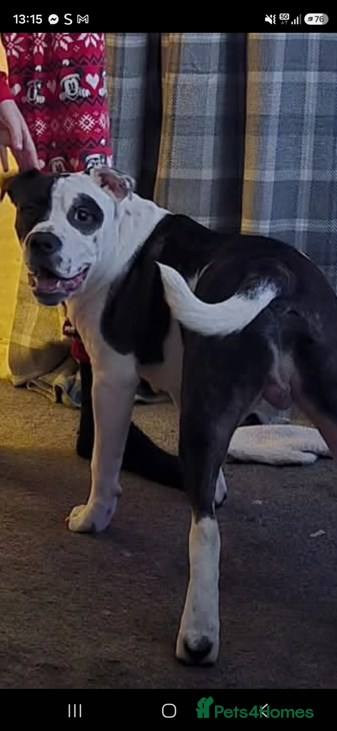 Mixed Breed dogs for sale: Patch - Advert 1