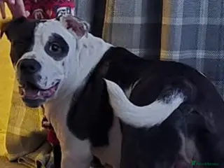 Mixed Breed dogs Patch - Advert 9