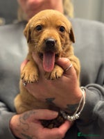 Labrador Retriever dogs Kc registered red labs - Advert 16