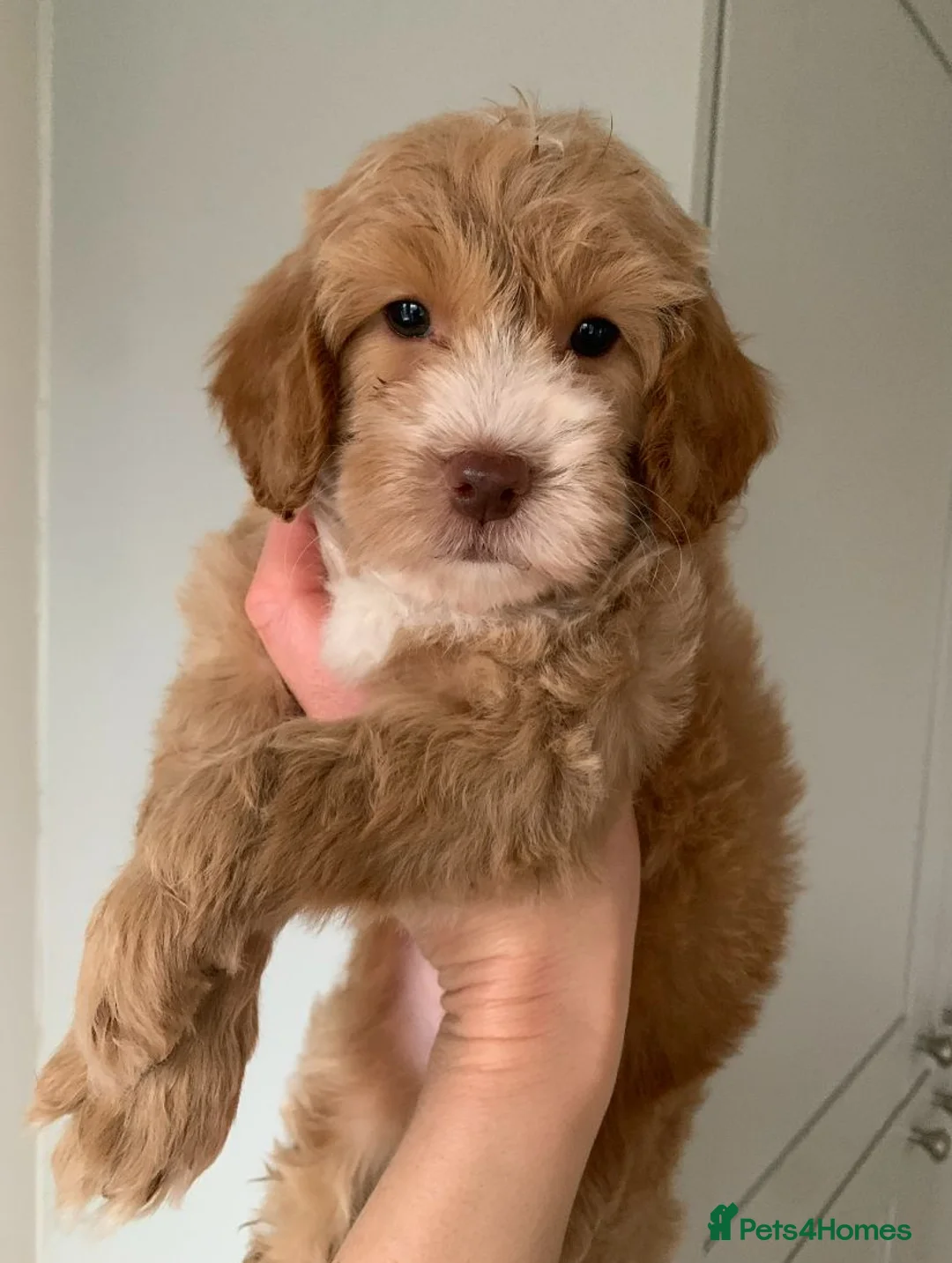 Cockapoo dogs for stud: *PROVEN* DNA TESTED F/F Gene Red Cockapoo Stud in Coventry - Advert 17