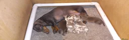 Miniature Dachshund dogs for sale: Beautiful mini dachshund  - Advert 11