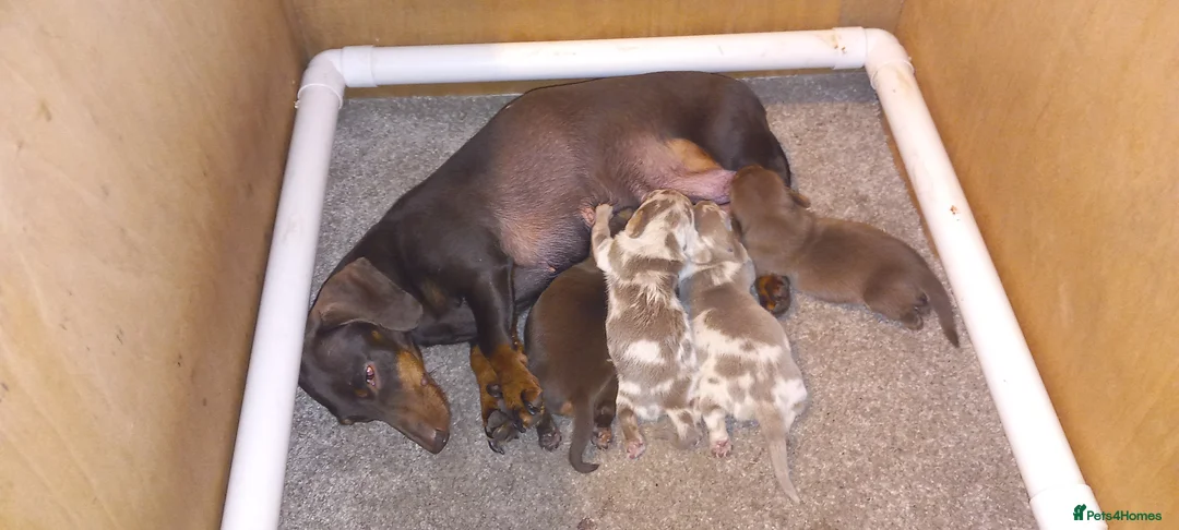Miniature Dachshund dogs for sale: Beautiful mini dachshund  - Advert 11