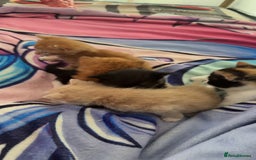 British Shorthair cats for sale: Kittens forsale  - Image 3