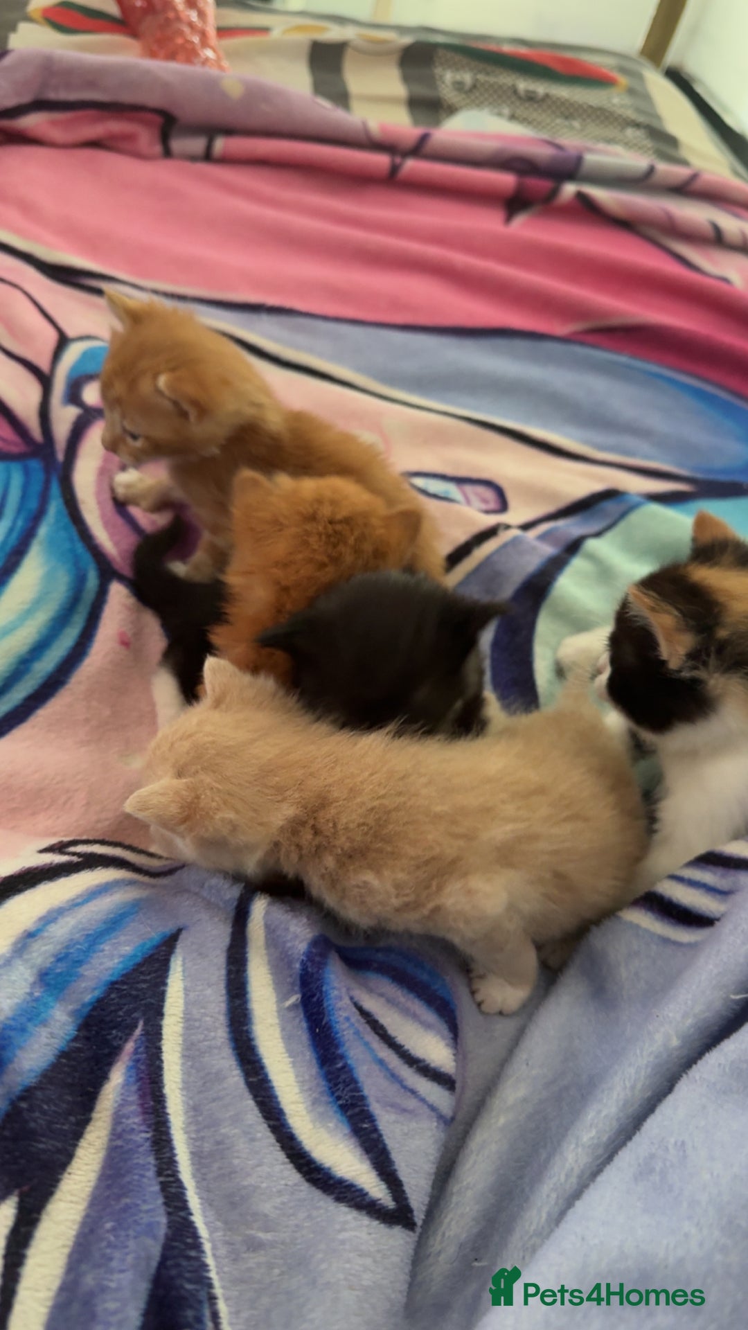British Shorthair cats for sale: Kittens forsale  - Image 3