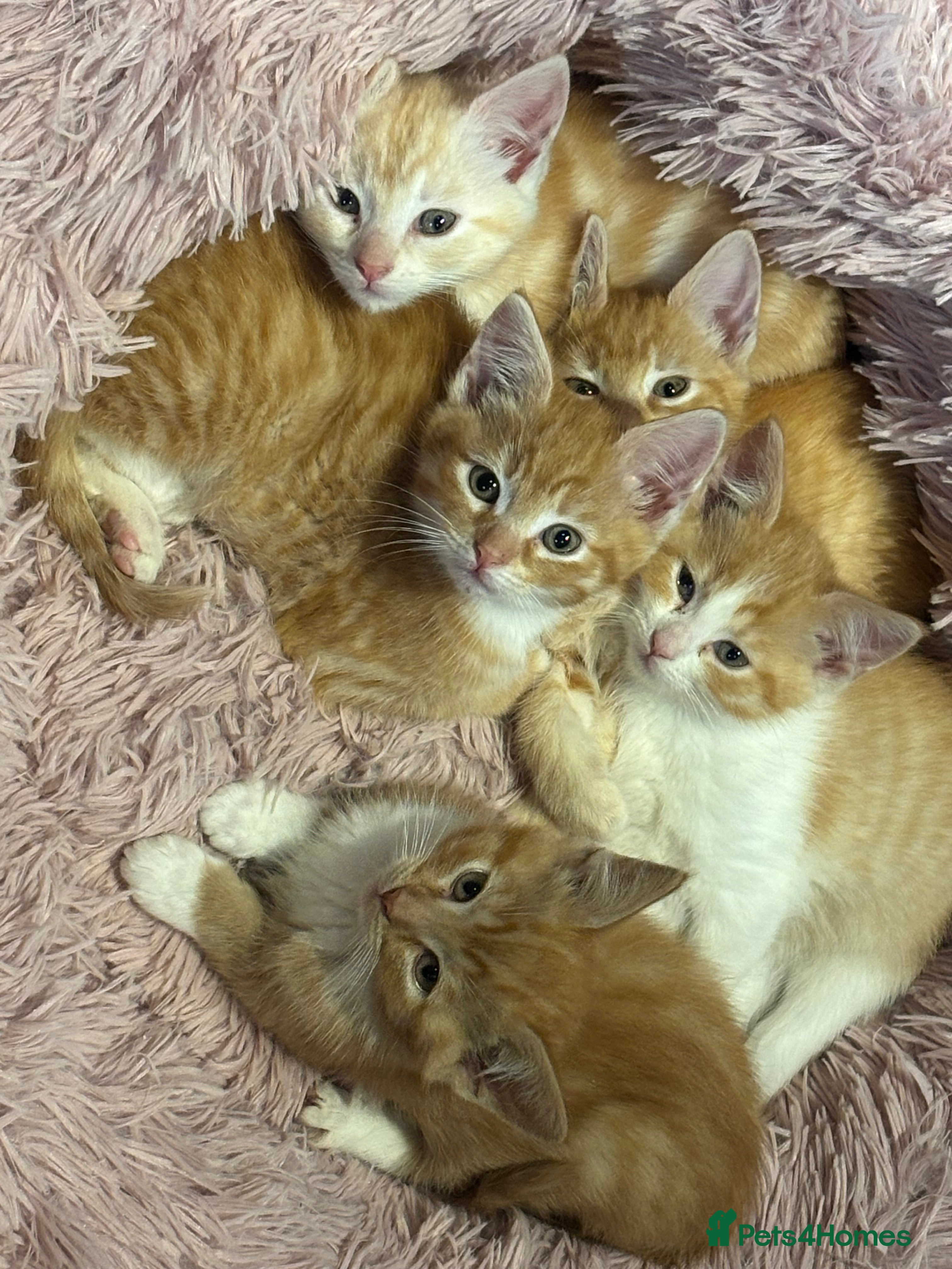 Mixed Breed cats Maine coon cross kittens *READY RO LEAVE NOW*! - Advert 13