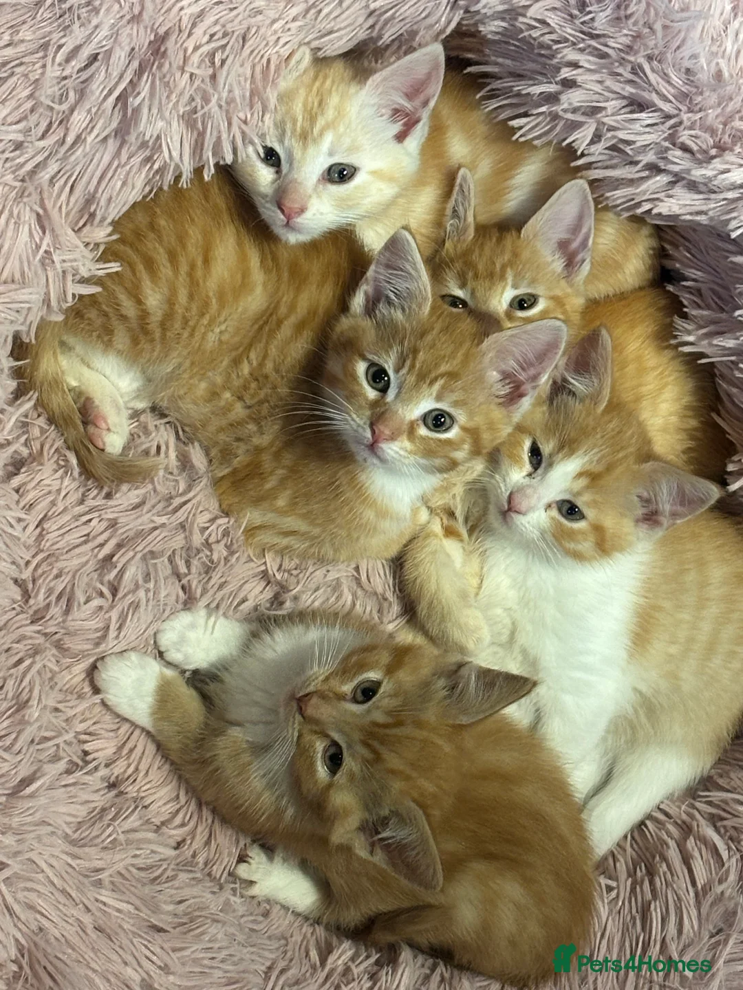 Mixed Breed cats for sale: Maine coon cross kittens ***ONLY ONE BOY LEFT!* - Advert 8