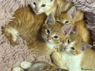 Mixed Breed cats Maine coon cross kittens *READY RO LEAVE NOW*! - Advert 13