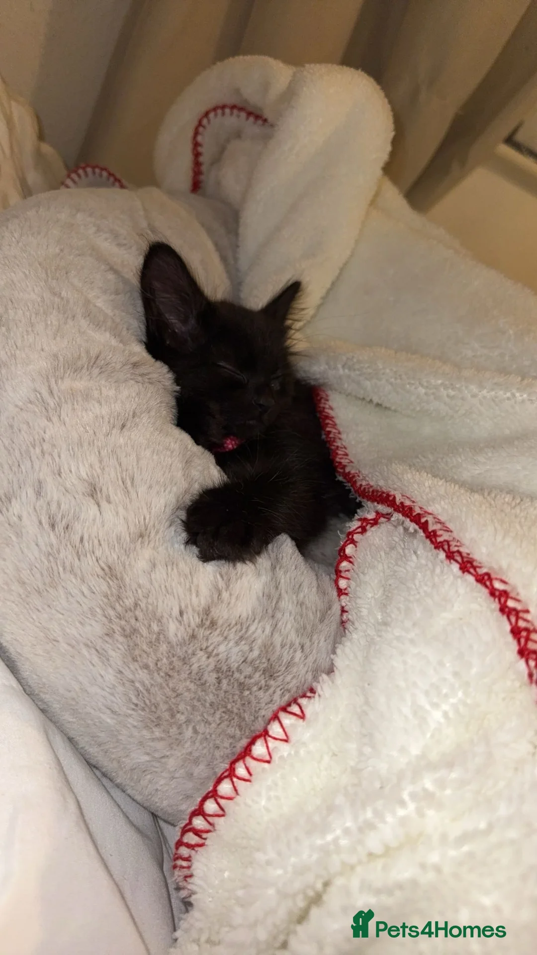 Mixed Breed cats for sale: Black kitten (8weeks)  - Advert 1