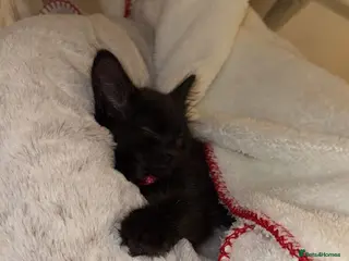 Mixed Breed cats Black kitten (8weeks) - Advert 1